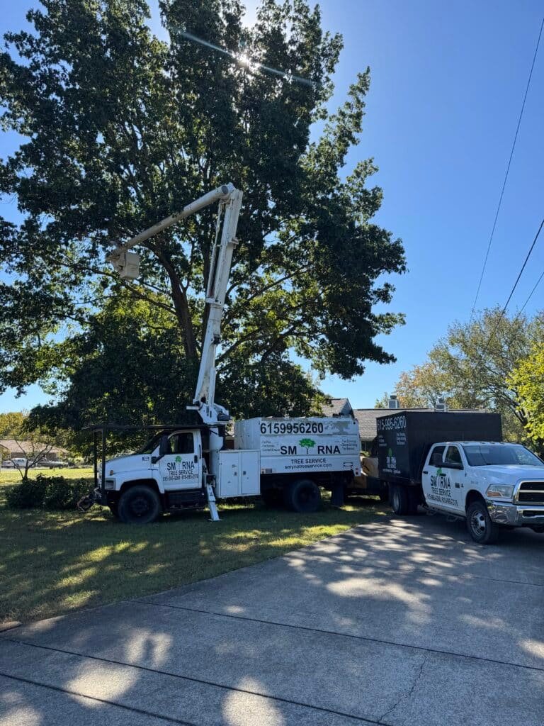 Professional tree trimming and pruning services Middle Tennessee